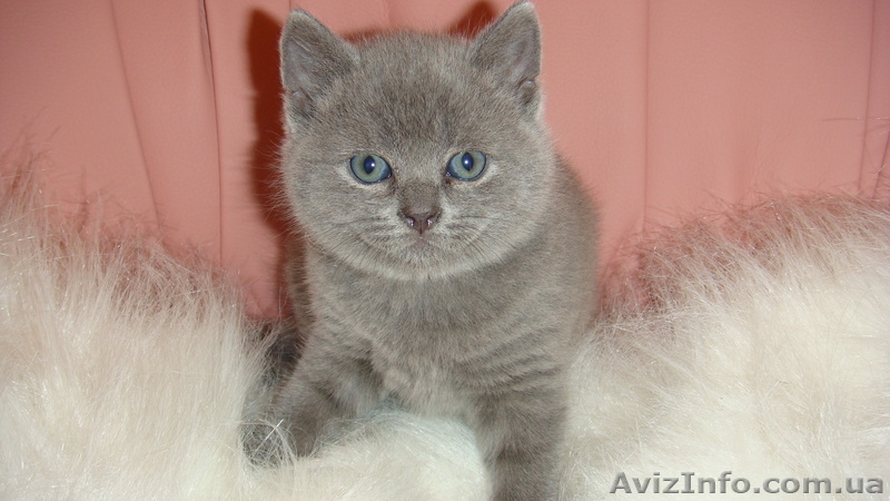 Британские  котята родились 01/12/10 - <ro>Изображение</ro><ru>Изображение</ru> #3, <ru>Объявление</ru> #140650