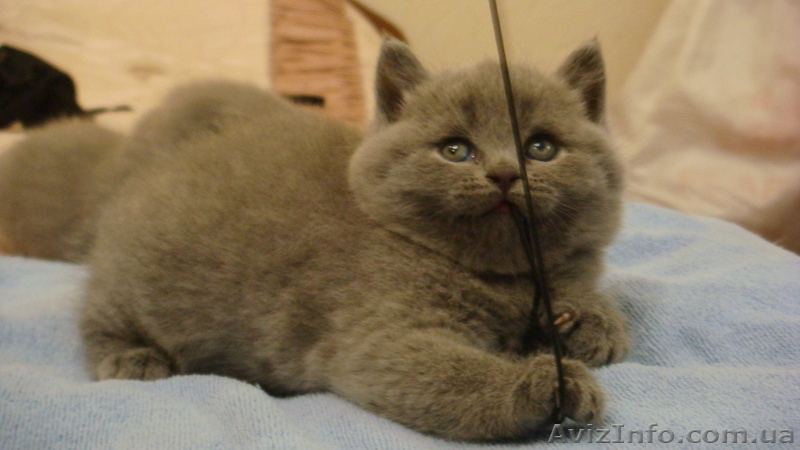 Британские  котята родились 01/12/10 - <ro>Изображение</ro><ru>Изображение</ru> #1, <ru>Объявление</ru> #140650