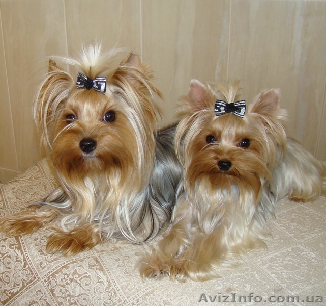 йоркширский терьер, супер щенки - <ro>Изображение</ro><ru>Изображение</ru> #3, <ru>Объявление</ru> #146284
