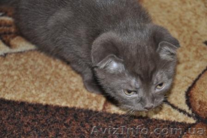 шотландская вислоухая скотиш фолд - <ro>Изображение</ro><ru>Изображение</ru> #2, <ru>Объявление</ru> #152714