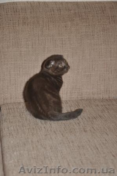 шотландская вислоухая скотиш фолд - <ro>Изображение</ro><ru>Изображение</ru> #3, <ru>Объявление</ru> #152714