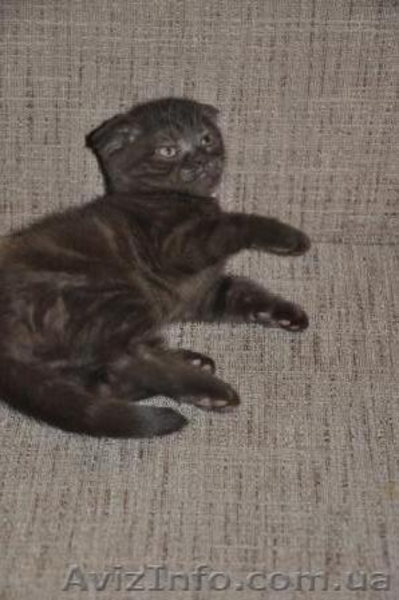 шотландская вислоухая скотиш фолд - <ro>Изображение</ro><ru>Изображение</ru> #1, <ru>Объявление</ru> #152714