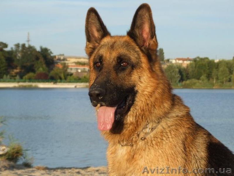 Вязка немецкой овчарки - <ro>Изображение</ro><ru>Изображение</ru> #3, <ru>Объявление</ru> #151183