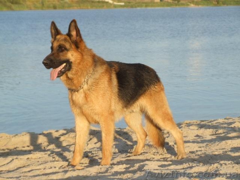 Вязка немецкой овчарки - <ro>Изображение</ro><ru>Изображение</ru> #2, <ru>Объявление</ru> #151183