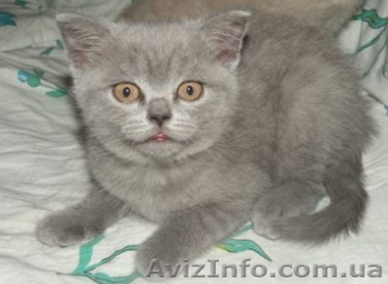 породистые котята - <ro>Изображение</ro><ru>Изображение</ru> #4, <ru>Объявление</ru> #141161