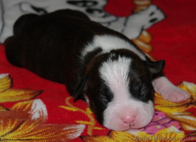 Щенки Американского Стаффордширского Терьера. - <ro>Изображение</ro><ru>Изображение</ru> #1, <ru>Объявление</ru> #145563