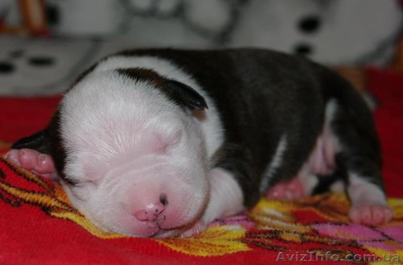 Щенки Американского Стаффордширского Терьера. - <ro>Изображение</ro><ru>Изображение</ru> #2, <ru>Объявление</ru> #145563