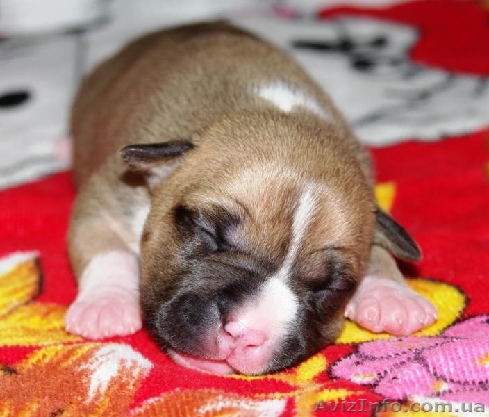 Щенки Американского Стаффордширского Терьера. - <ro>Изображение</ro><ru>Изображение</ru> #3, <ru>Объявление</ru> #145563