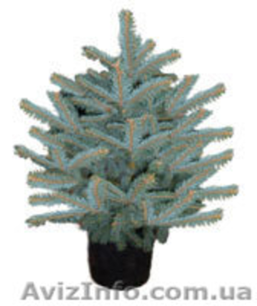 Ель колючая сизая (голубая ель) – формированные растения.  - <ro>Изображение</ro><ru>Изображение</ru> #2, <ru>Объявление</ru> #146428