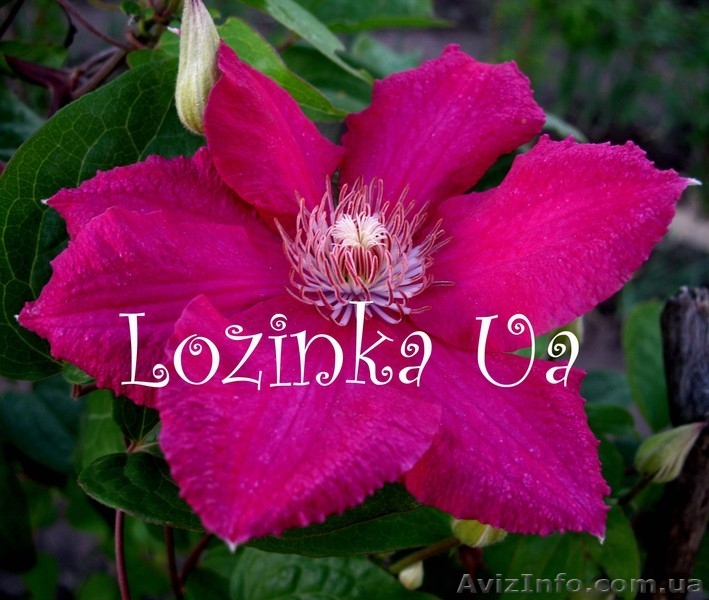 клематисы оптом - <ro>Изображение</ro><ru>Изображение</ru> #7, <ru>Объявление</ru> #152177