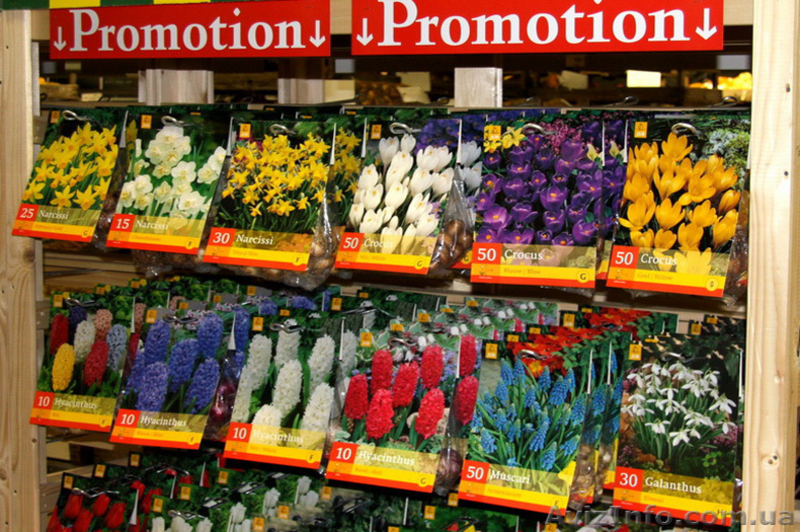 Оптовые поставки фасованных луковиц. - <ro>Изображение</ro><ru>Изображение</ru> #1, <ru>Объявление</ru> #146423