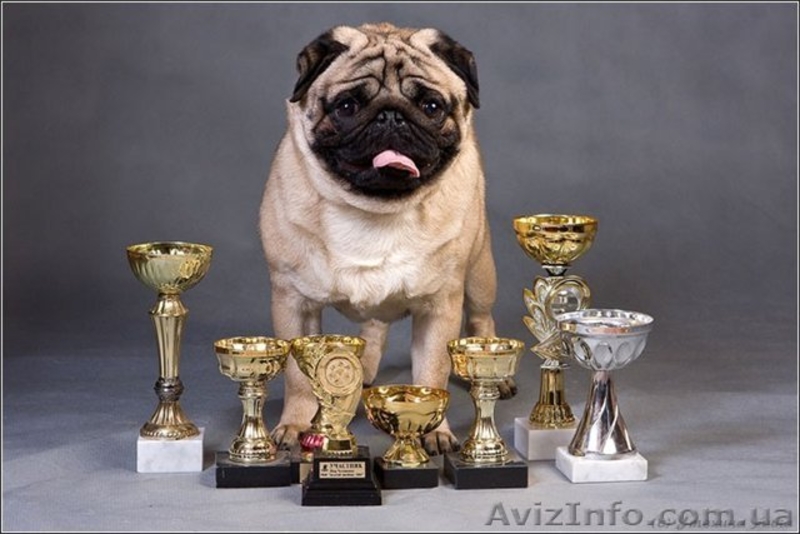 Мопс. Щенки.Продаются. - <ro>Изображение</ro><ru>Изображение</ru> #6, <ru>Объявление</ru> #153670