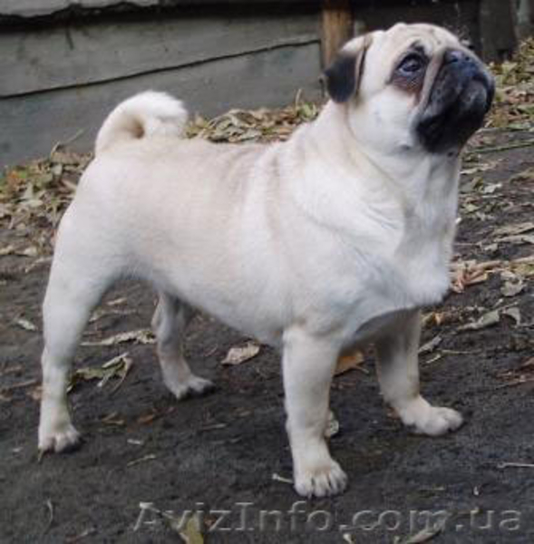 Мопс. Щенки.Продаются. - <ro>Изображение</ro><ru>Изображение</ru> #4, <ru>Объявление</ru> #153670
