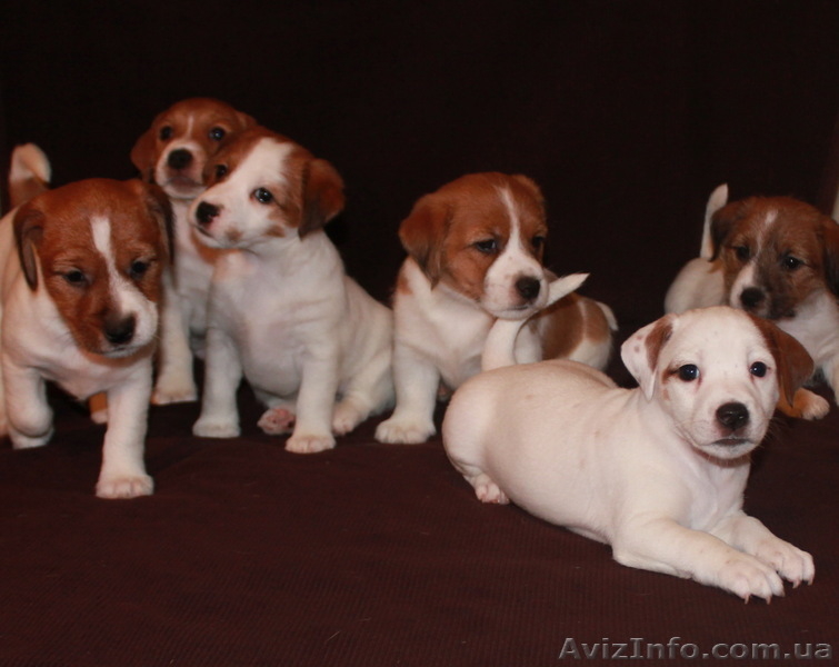 Джек Рассел терьер - <ro>Изображение</ro><ru>Изображение</ru> #1, <ru>Объявление</ru> #144608