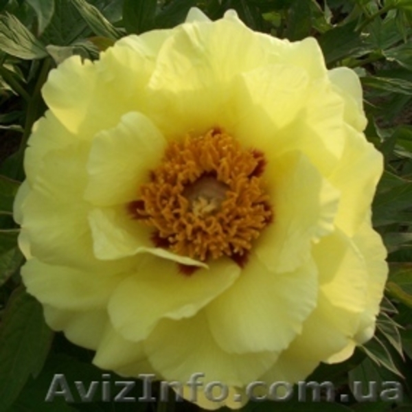 Древовидные пионы, пионы Рока, травянистые пионы – более 70 сортов - <ro>Изображение</ro><ru>Изображение</ru> #3, <ru>Объявление</ru> #146417