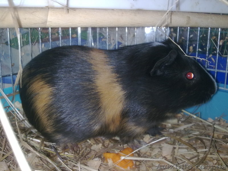 Продам морских свинок - <ro>Изображение</ro><ru>Изображение</ru> #2, <ru>Объявление</ru> #154749