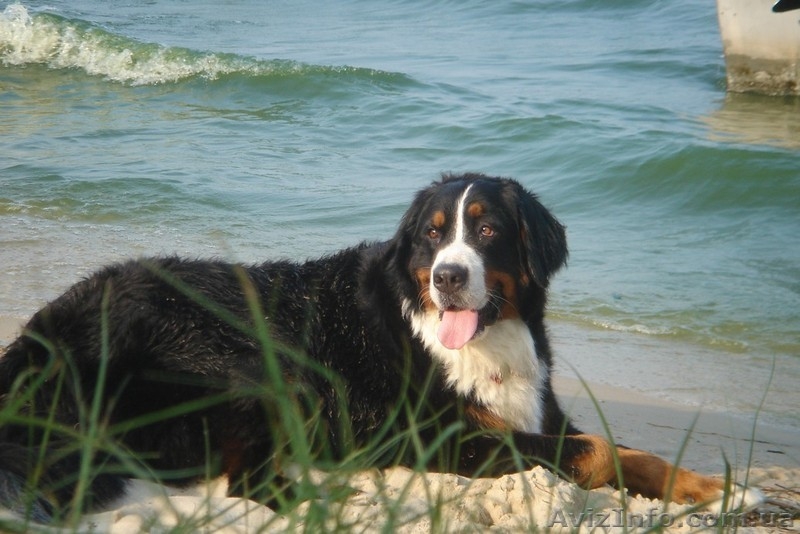 Бернский зенненхунд щенки от чемпиона Польши - <ro>Изображение</ro><ru>Изображение</ru> #2, <ru>Объявление</ru> #149848