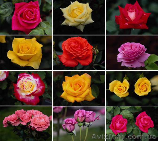 Интернет магазин пионов и многолетних растений предлагает. - <ro>Изображение</ro><ru>Изображение</ru> #3, <ru>Объявление</ru> #146432