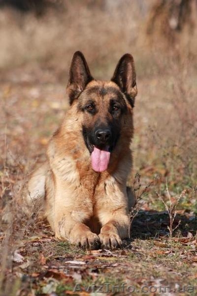 Вязка немецкой овчарки - <ro>Изображение</ro><ru>Изображение</ru> #1, <ru>Объявление</ru> #151183