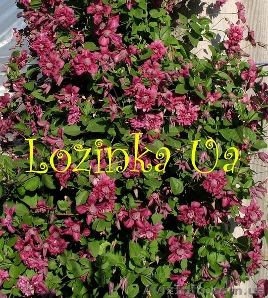 клематисы оптом - <ro>Изображение</ro><ru>Изображение</ru> #3, <ru>Объявление</ru> #152177