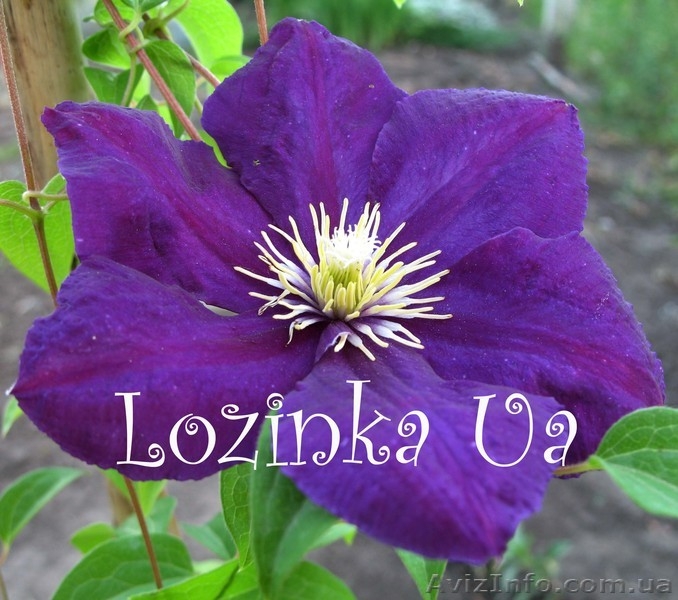 клематисы оптом - <ro>Изображение</ro><ru>Изображение</ru> #4, <ru>Объявление</ru> #152177