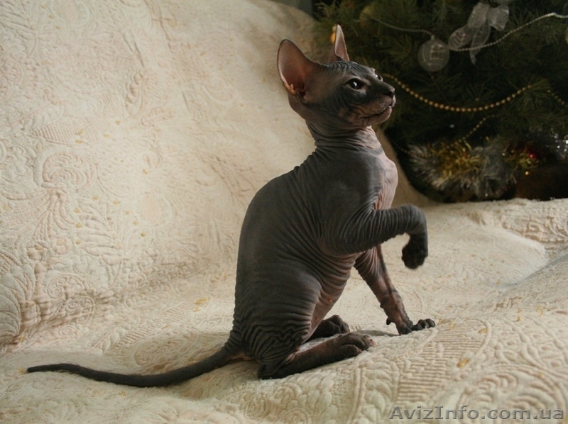 Донской сфинкс котенок - <ro>Изображение</ro><ru>Изображение</ru> #2, <ru>Объявление</ru> #149628