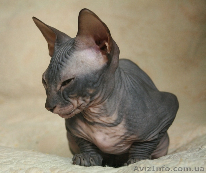 Донской сфинкс котенок - <ro>Изображение</ro><ru>Изображение</ru> #1, <ru>Объявление</ru> #149628