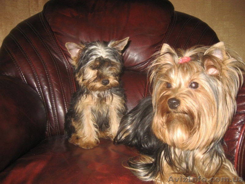 Продам щенков Йоркширских терьеров МИНИ ДЕВОЧКА - <ro>Изображение</ro><ru>Изображение</ru> #3, <ru>Объявление</ru> #136080