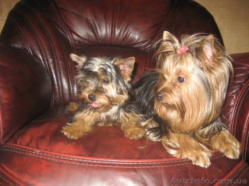 Продам щенков Йоркширских терьеров МИНИ ДЕВОЧКА - <ro>Изображение</ro><ru>Изображение</ru> #2, <ru>Объявление</ru> #136080