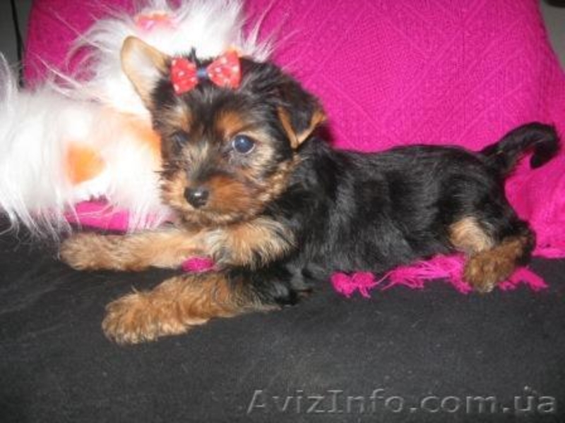 Йоркширский терьер//КСУ - <ro>Изображение</ro><ru>Изображение</ru> #3, <ru>Объявление</ru> #135477