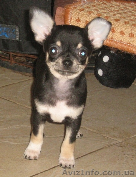 ЧИХУАХУА очаровательный щенок шоу-класса - <ro>Изображение</ro><ru>Изображение</ru> #3, <ru>Объявление</ru> #150276