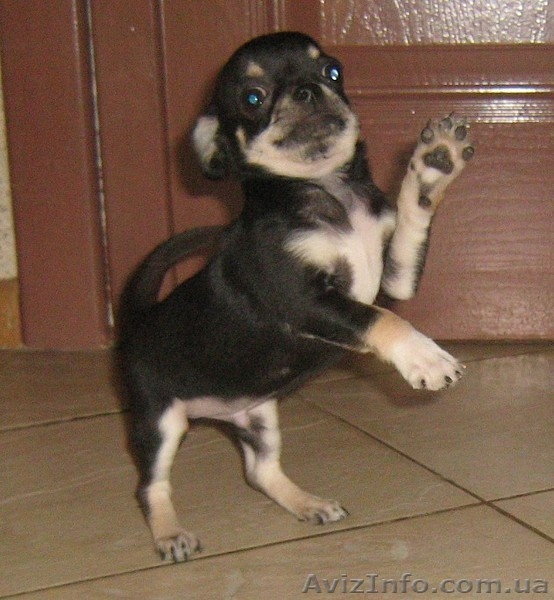 ЧИХУАХУА очаровательный щенок шоу-класса - <ro>Изображение</ro><ru>Изображение</ru> #2, <ru>Объявление</ru> #150276