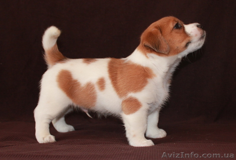 Джек Рассел терьер - <ro>Изображение</ro><ru>Изображение</ru> #3, <ru>Объявление</ru> #144608