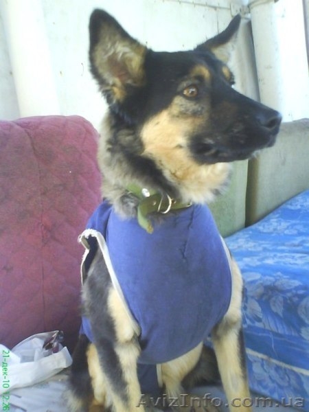 МИНИовчарка Пальма,  9,5 мес. (стерилизована). Собака отдаётся почти даром - <ro>Изображение</ro><ru>Изображение</ru> #4, <ru>Объявление</ru> #153345