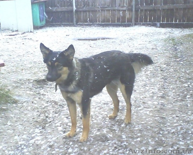 МИНИовчарка Пальма,  9,5 мес. (стерилизована). Собака отдаётся почти даром - <ro>Изображение</ro><ru>Изображение</ru> #2, <ru>Объявление</ru> #153345