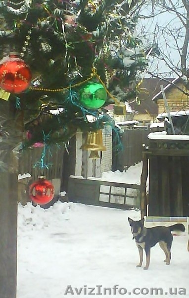 МИНИовчарка Пальма,  9,5 мес. (стерилизована). Собака отдаётся почти даром - <ro>Изображение</ro><ru>Изображение</ru> #5, <ru>Объявление</ru> #153345