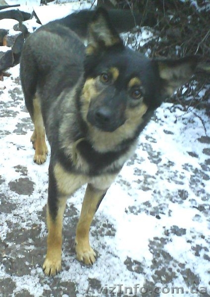 МИНИовчарка Пальма,  9,5 мес. (стерилизована). Собака отдаётся почти даром - <ro>Изображение</ro><ru>Изображение</ru> #3, <ru>Объявление</ru> #153345