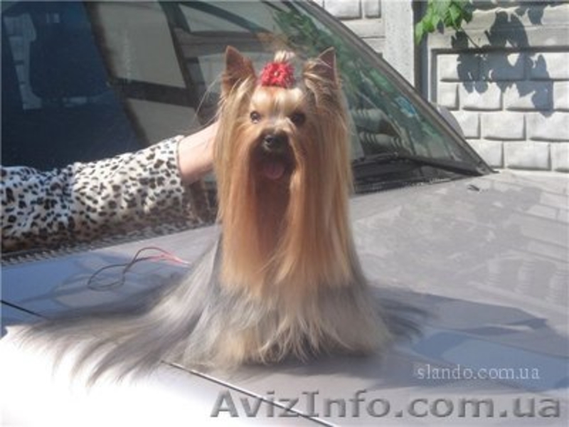 Йорк от мультичемпиона,КСУ - <ro>Изображение</ro><ru>Изображение</ru> #2, <ru>Объявление</ru> #151692