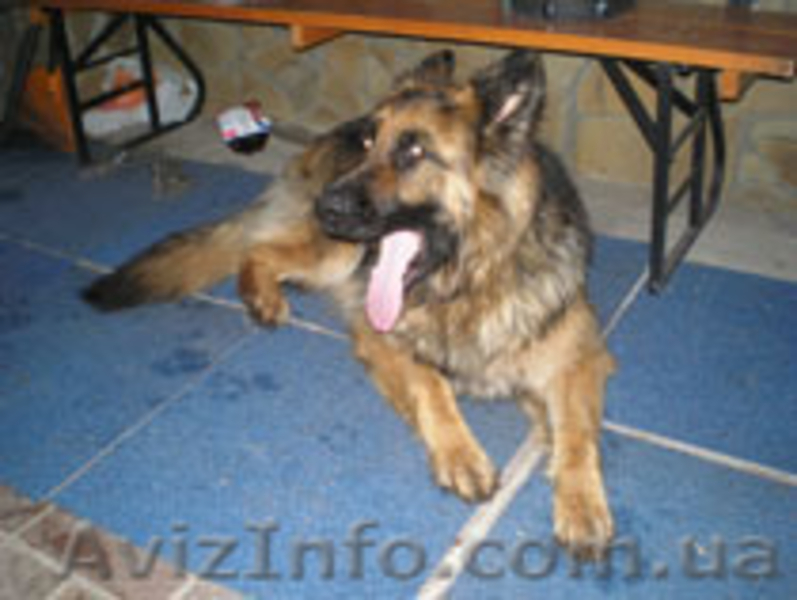 Продаются охранные нем.овчарки - <ro>Изображение</ro><ru>Изображение</ru> #2, <ru>Объявление</ru> #148871