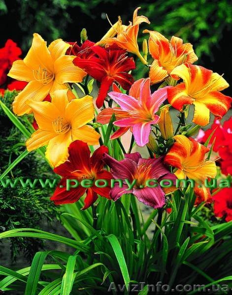 Оптовые поставки многолетних растений. - <ro>Изображение</ro><ru>Изображение</ru> #3, <ru>Объявление</ru> #146425