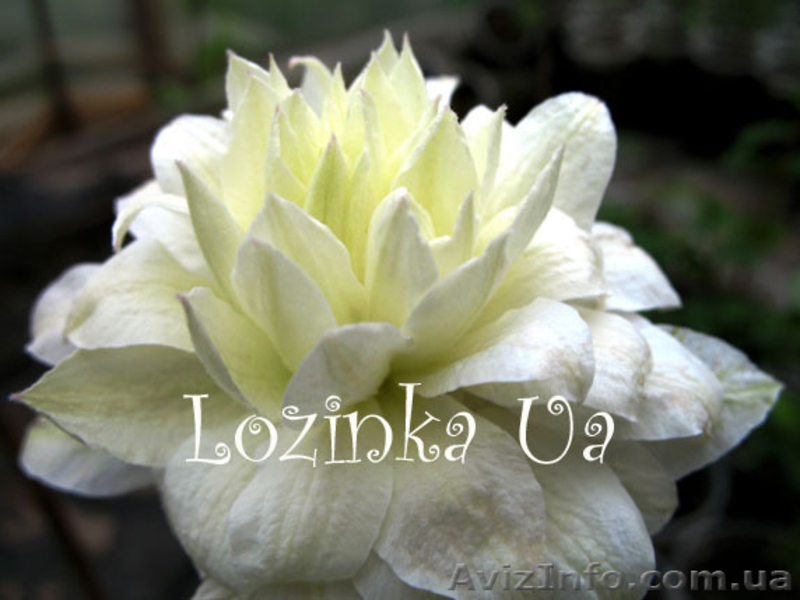 клематисы оптом - <ro>Изображение</ro><ru>Изображение</ru> #5, <ru>Объявление</ru> #152177