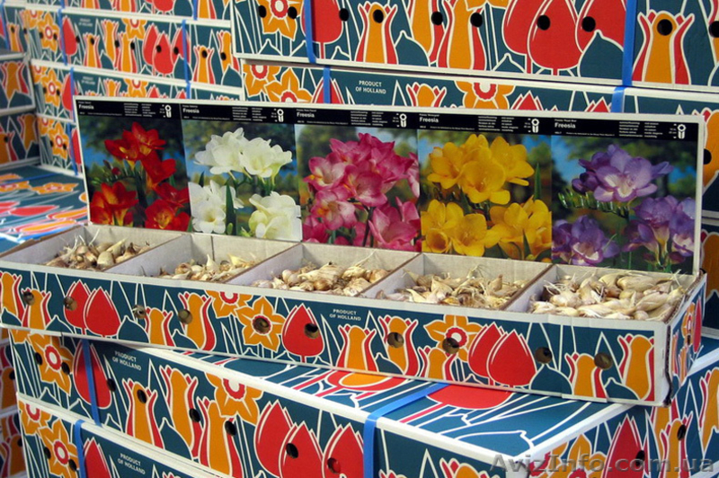 Оптовые поставки фасованных луковиц. - <ro>Изображение</ro><ru>Изображение</ru> #3, <ru>Объявление</ru> #146423