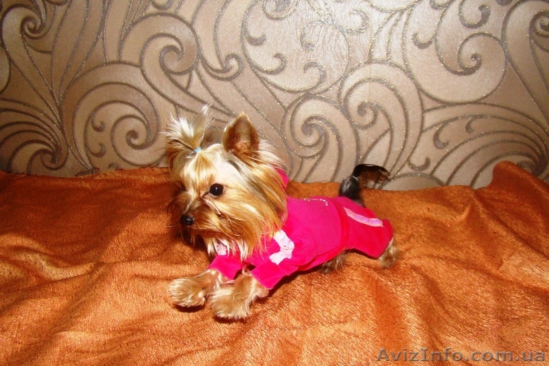 йоркширский терьер, супер щенки - <ro>Изображение</ro><ru>Изображение</ru> #2, <ru>Объявление</ru> #146284