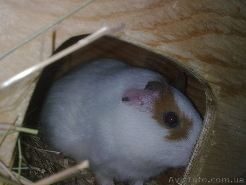 Продам морских свинок - <ro>Изображение</ro><ru>Изображение</ru> #3, <ru>Объявление</ru> #154749