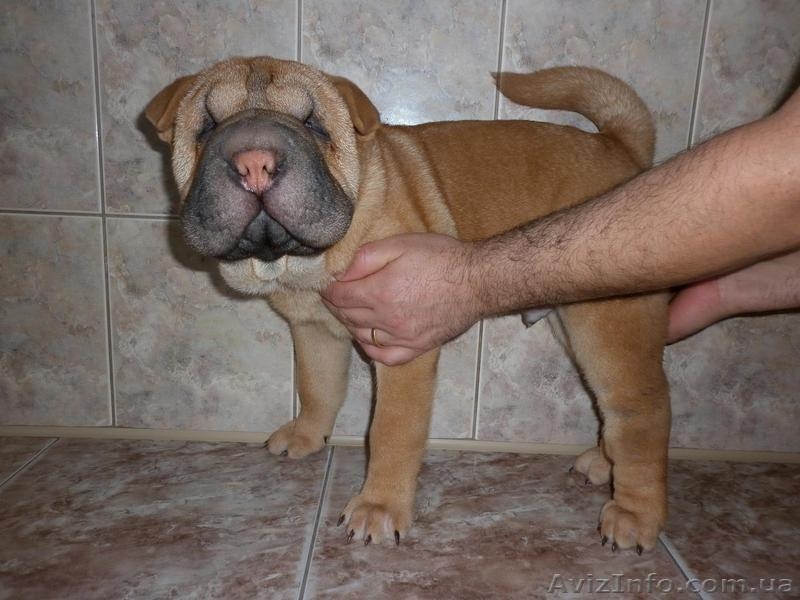 Китайский шар-пей - <ro>Изображение</ro><ru>Изображение</ru> #1, <ru>Объявление</ru> #156780