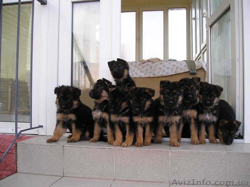 Щенки немецкой овчарки от элитных родителей - <ro>Изображение</ro><ru>Изображение</ru> #2, <ru>Объявление</ru> #148839