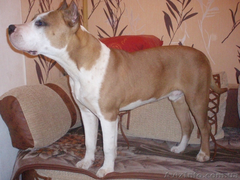 Предлагается высокопородный, подрощенный щенок Ам. стафф. терьера - <ro>Изображение</ro><ru>Изображение</ru> #2, <ru>Объявление</ru> #155531