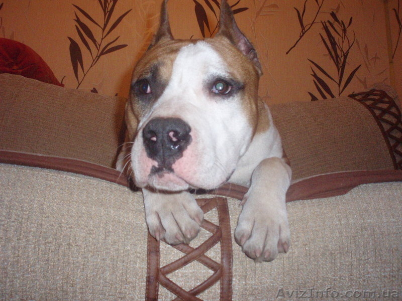 Предлагается высокопородный, подрощенный щенок Ам. стафф. терьера - <ro>Изображение</ro><ru>Изображение</ru> #1, <ru>Объявление</ru> #155531