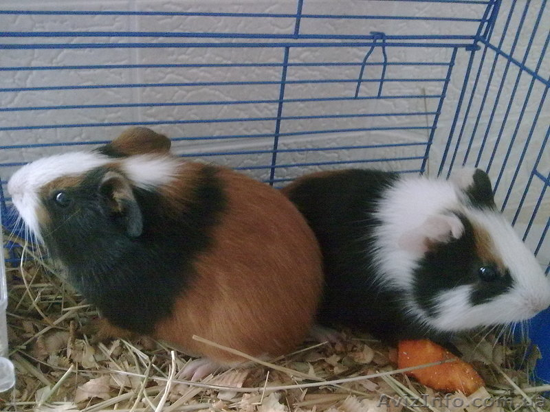 Продам морских свинок - <ro>Изображение</ro><ru>Изображение</ru> #1, <ru>Объявление</ru> #154749