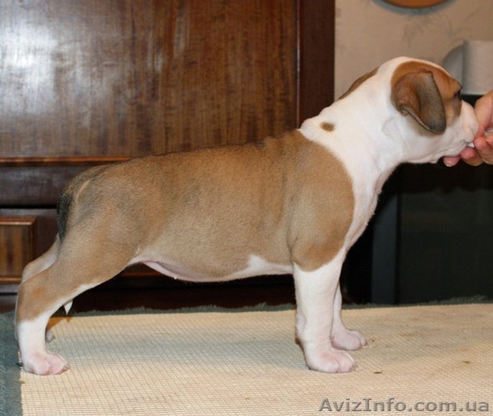 Щенки Американского Стаффордширского Терьера (амстафф, стафф) Продажа  - <ro>Изображение</ro><ru>Изображение</ru> #1, <ru>Объявление</ru> #156610